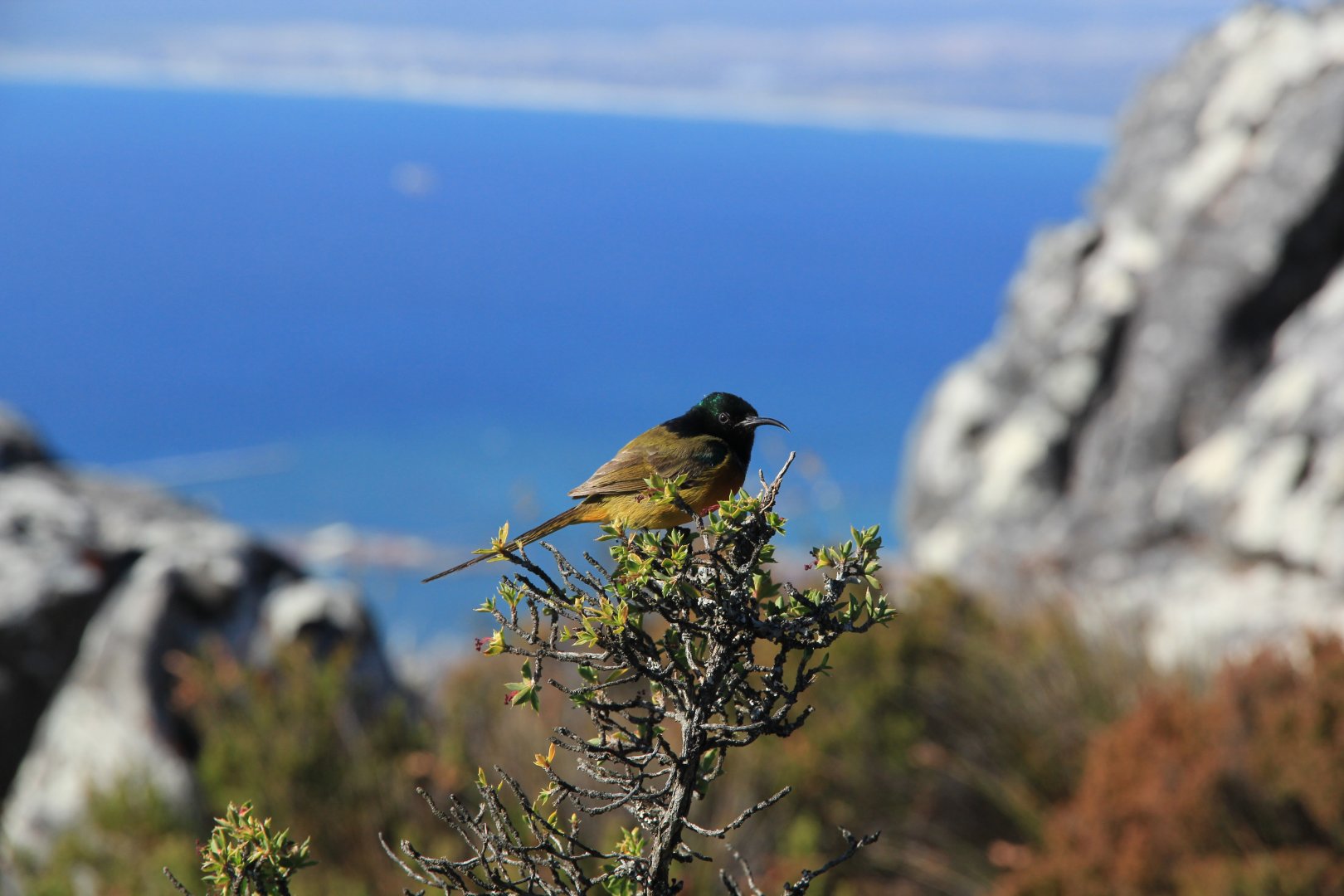 Sunbird (September 2012)