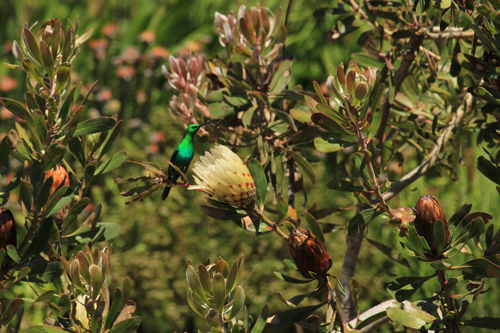 Sunbird (September 2012)