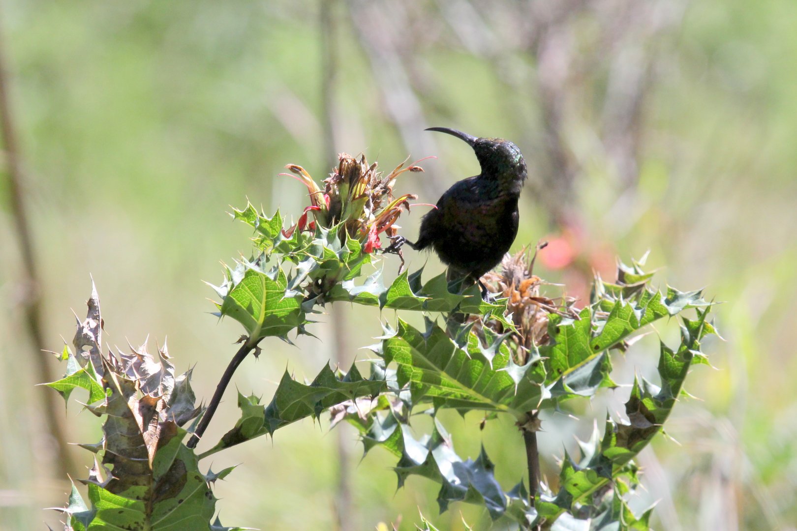 sunbird species ID?