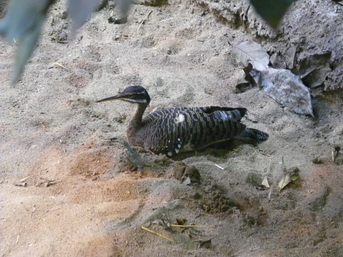 Sunbittern - 03-09-2020