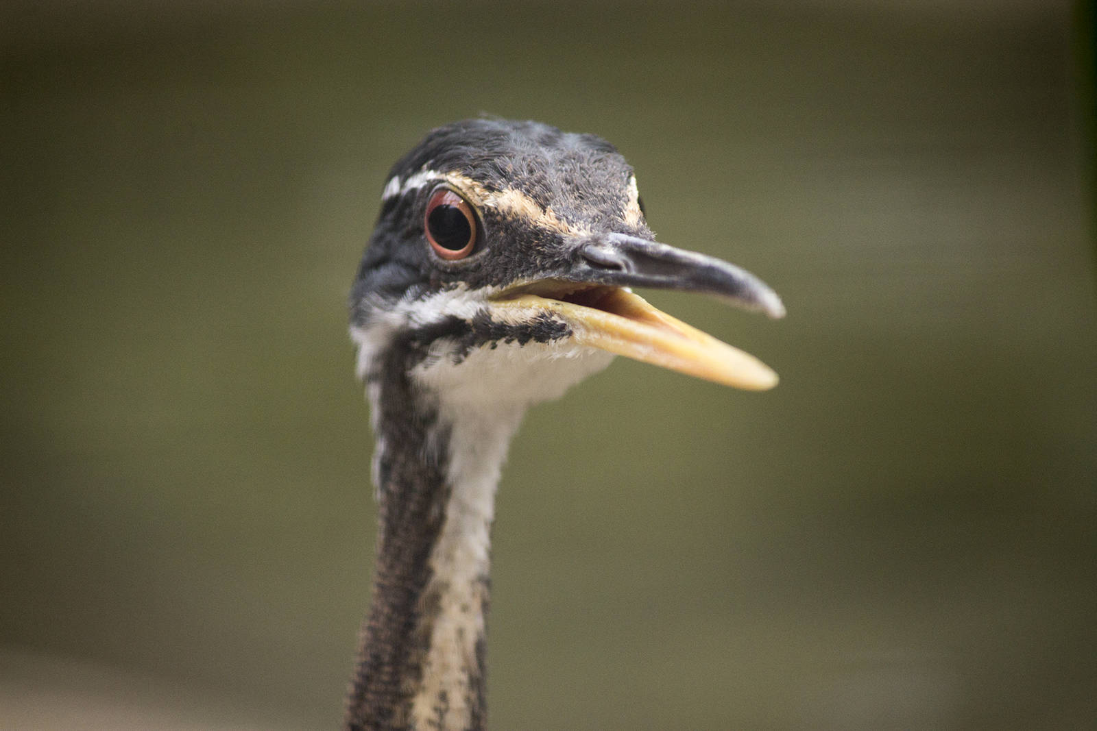 Sunbittern, 12/28/14