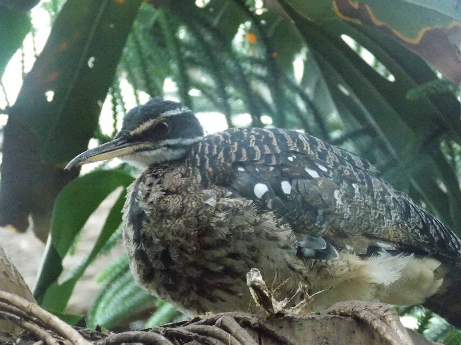 Sunbittern 15/3/13