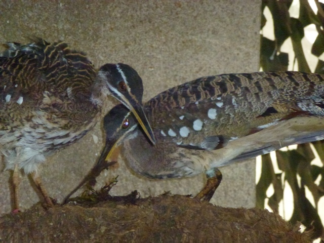 Sunbittern 23.5.12