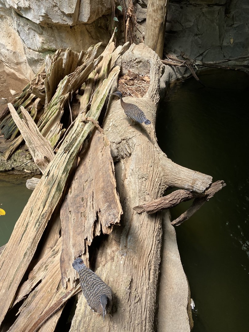 Sunbittern 7-11-2023