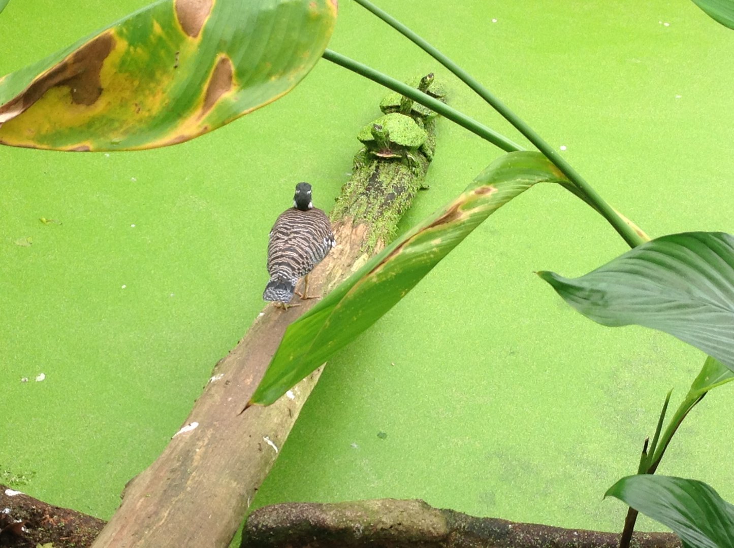 Sunbittern and Terrapins