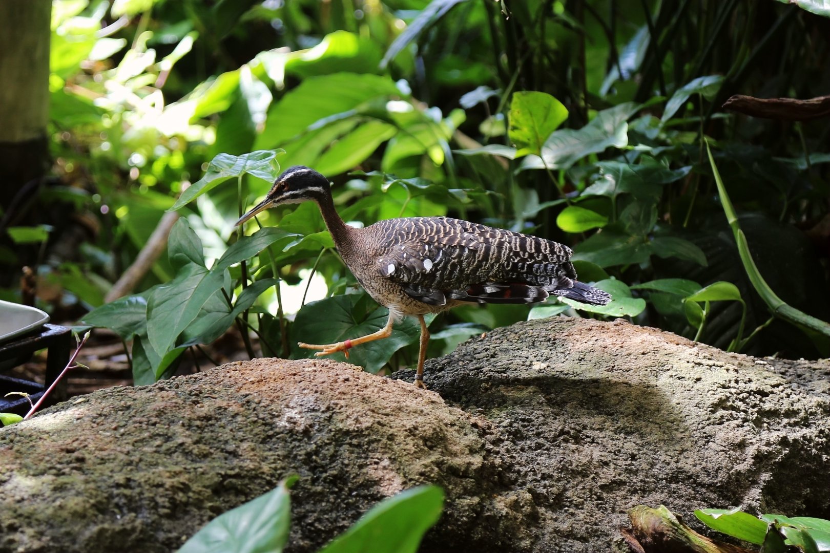 Sunbittern, April 2018