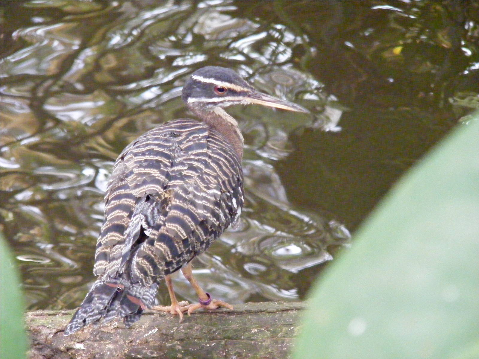 Sunbittern at Amazon World, 5 April 2010
