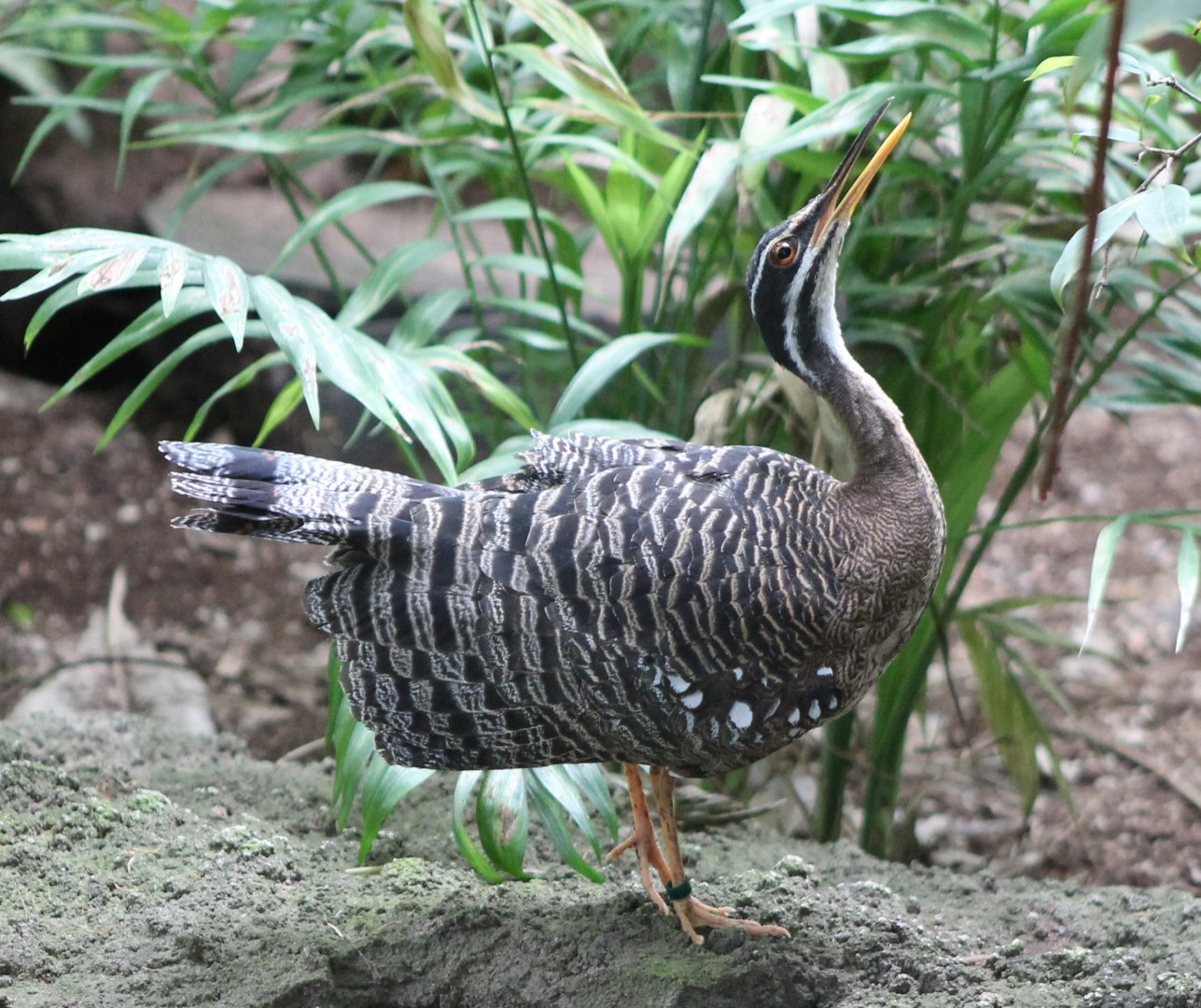 Sunbittern calling