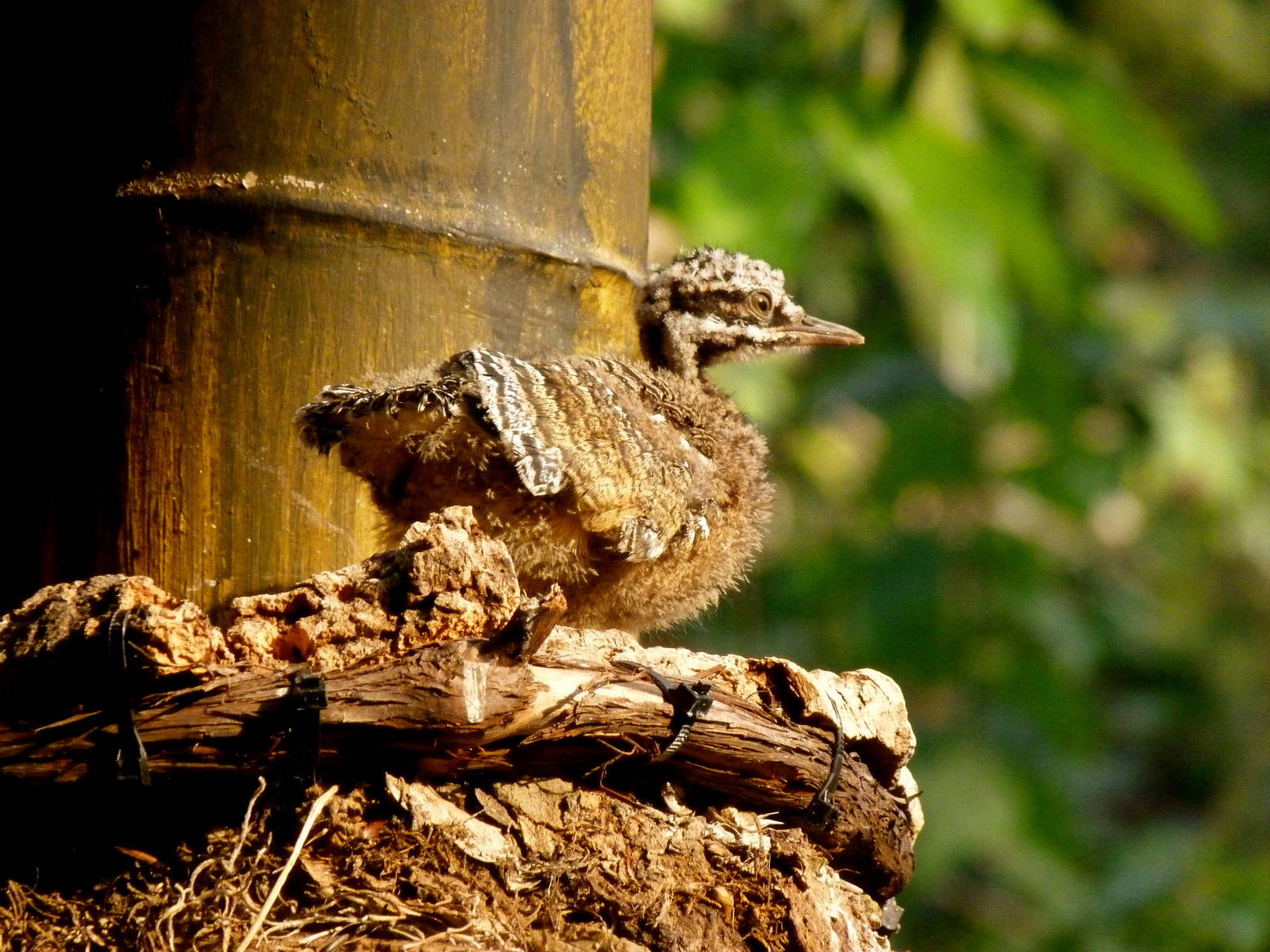 Sunbittern Chick
