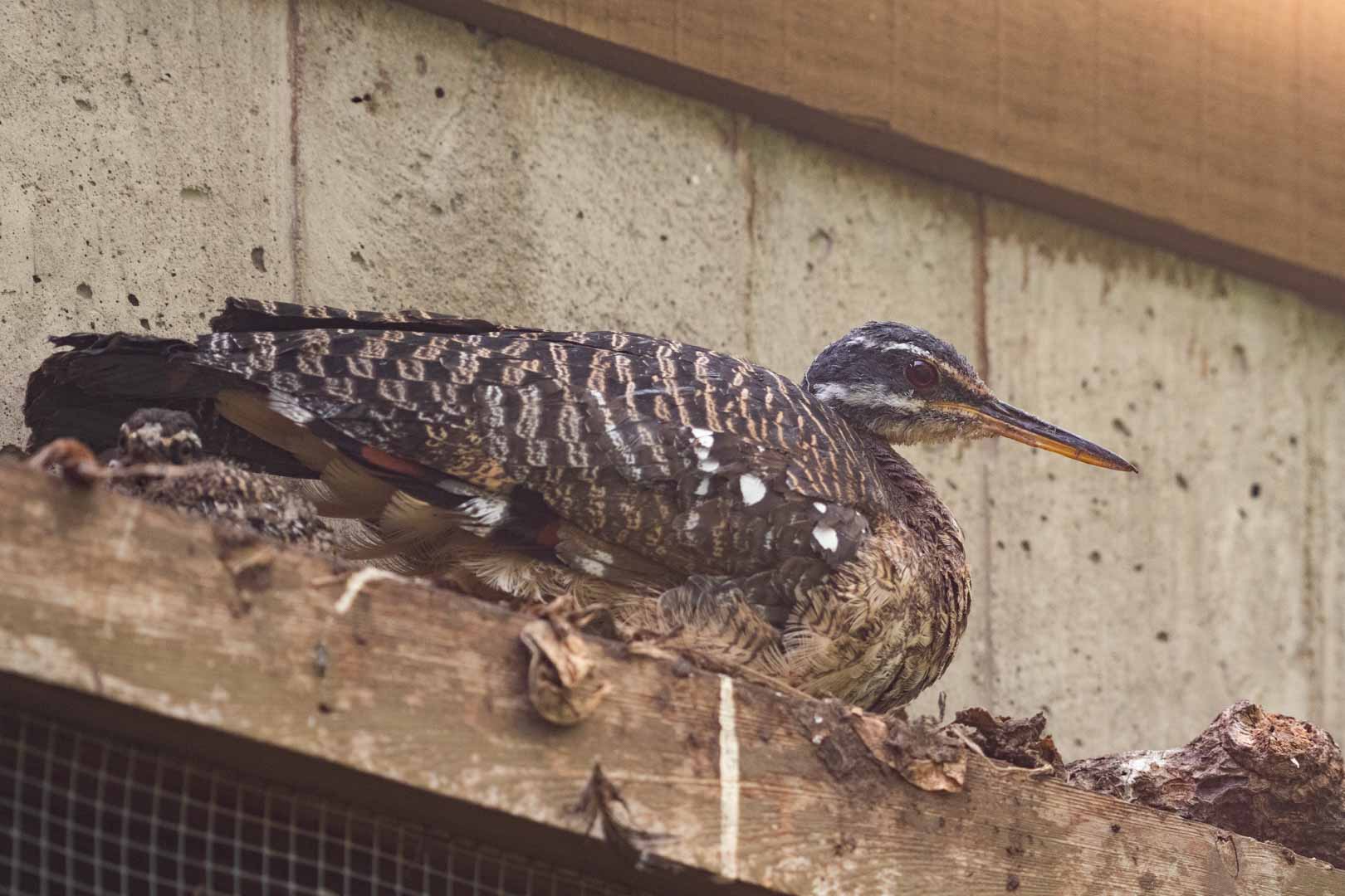 Sunbittern Chick