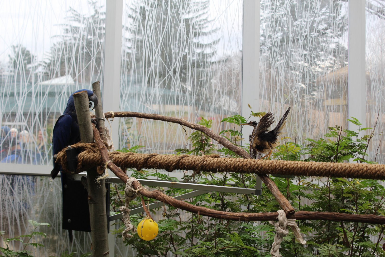 Sunbittern Displaying to a Macaw