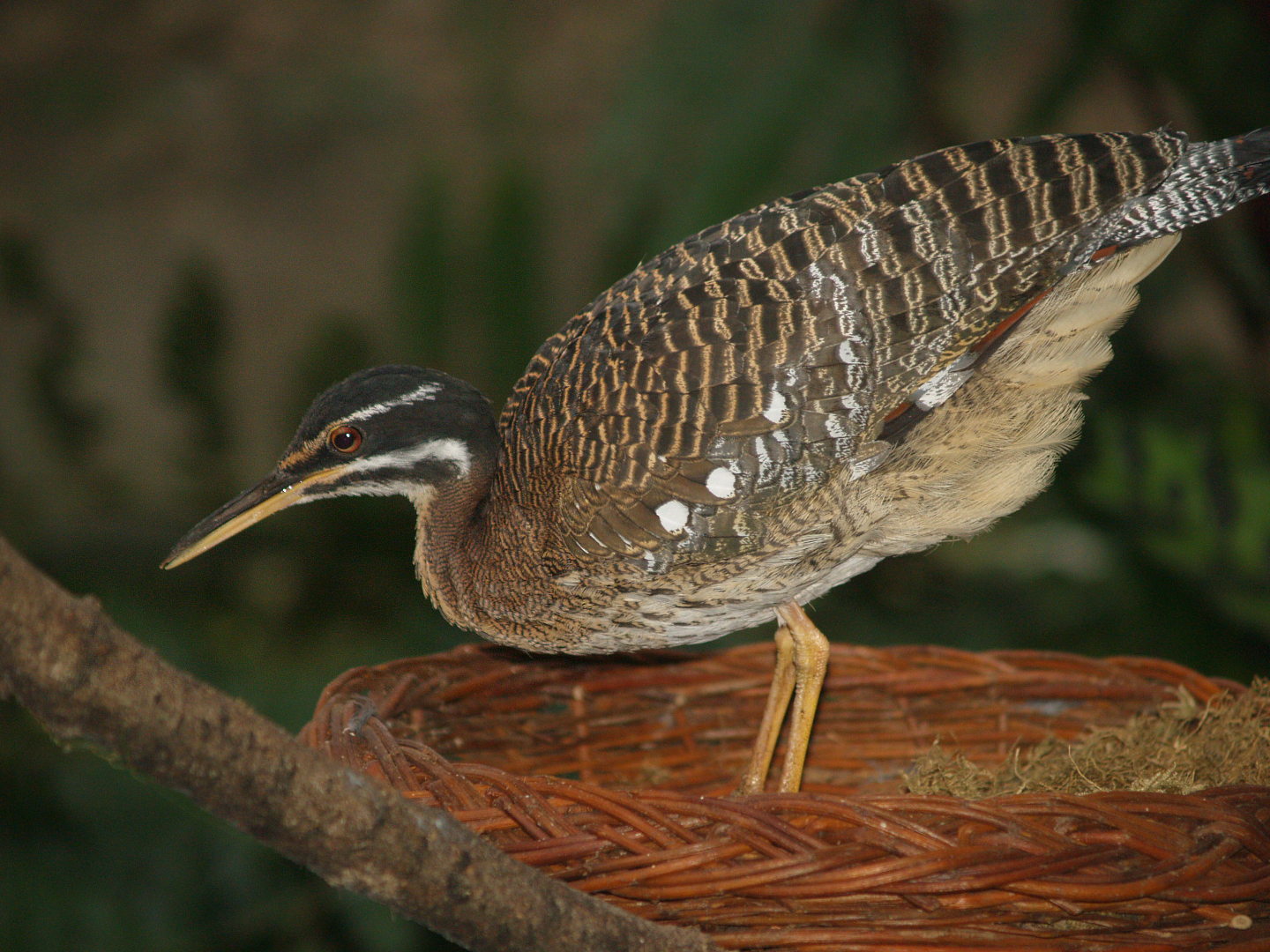 Sunbittern (Eurypyga helias), 2008-03-01