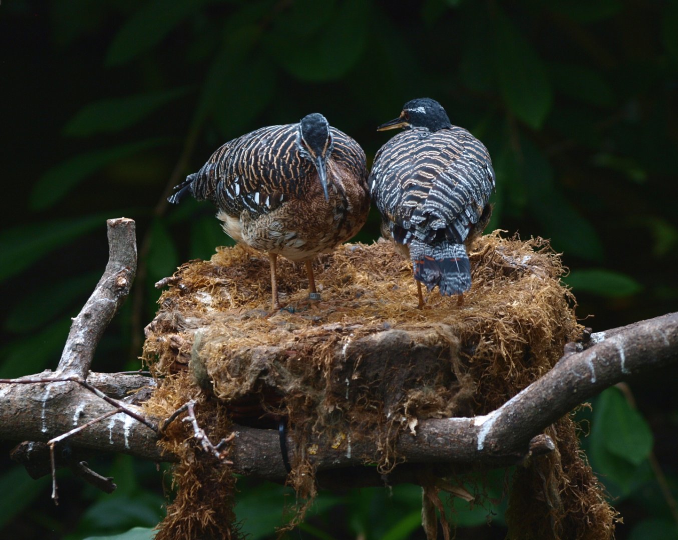 Sunbittern (Eurypyga helias), 2015-07-19