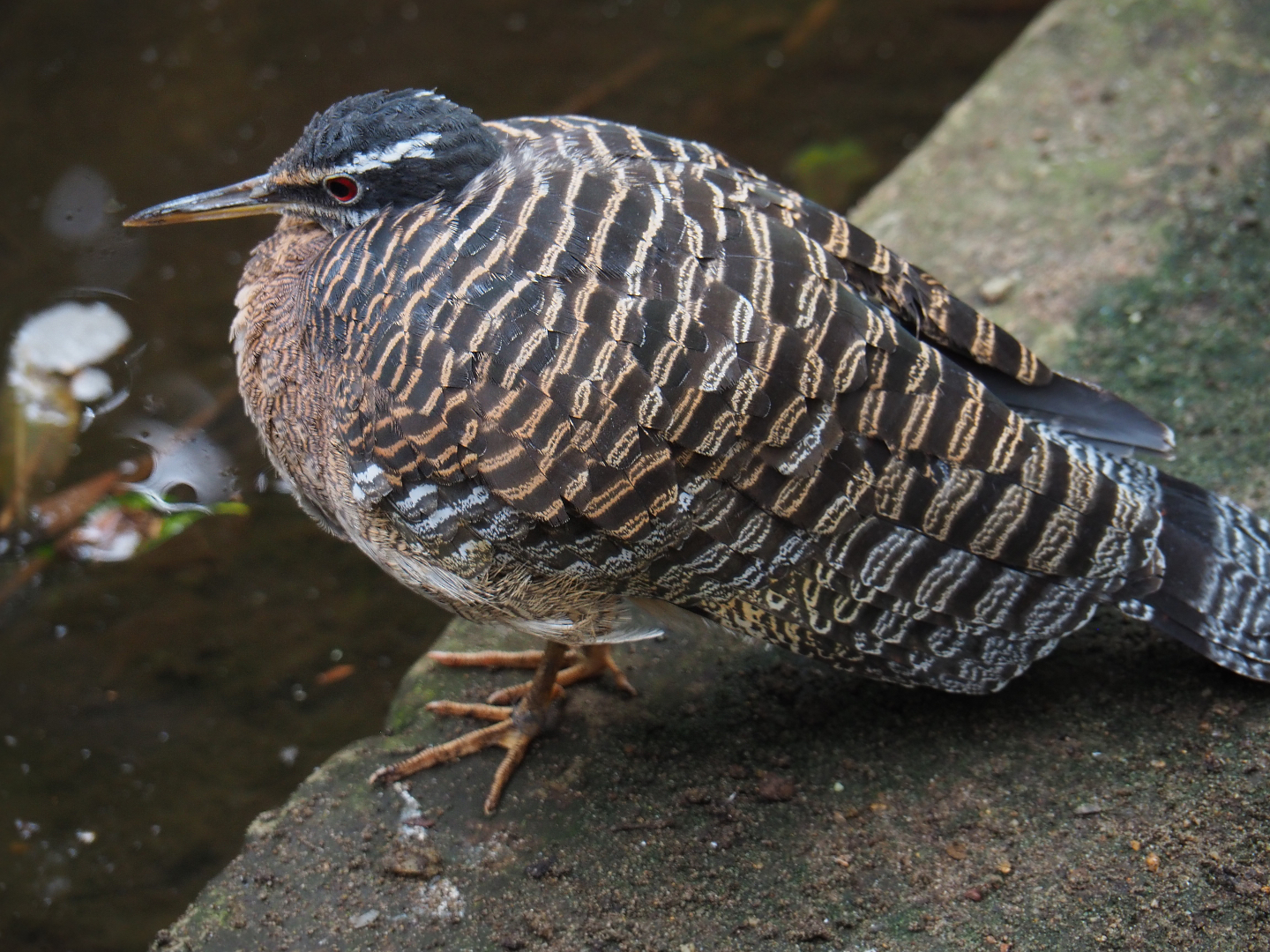Sunbittern (Eurypyga helias), 2019-10-05