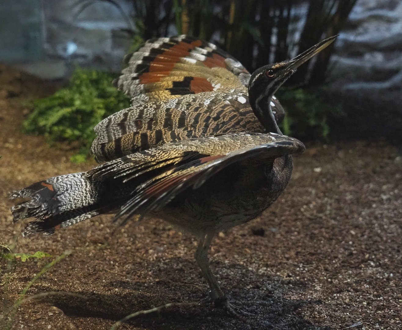Sunbittern (Eurypyga helias), 2020-05-24