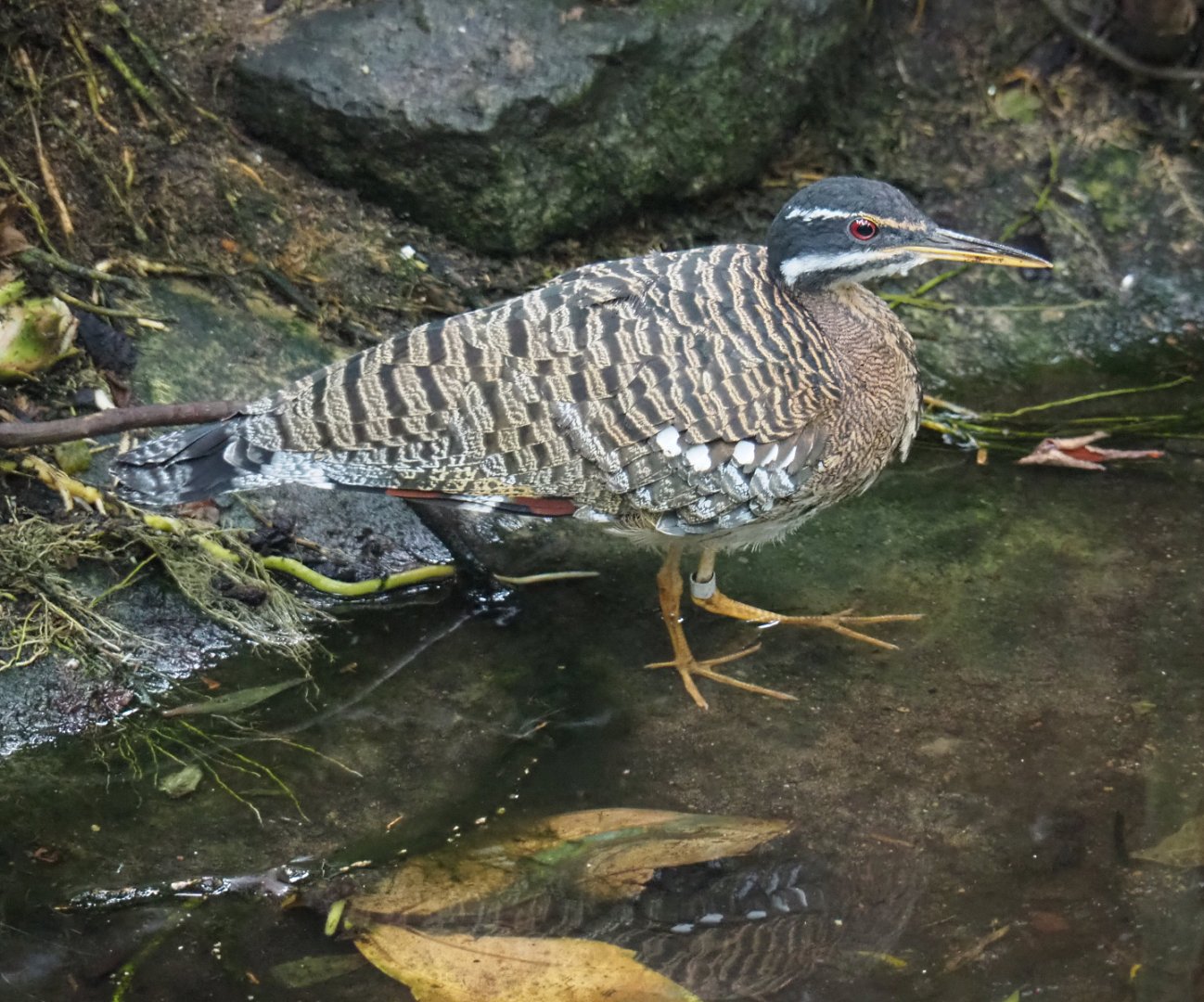 Sunbittern (Eurypyga helias), 2020-09-03