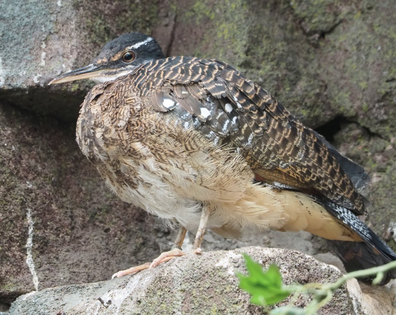 Sunbittern (Eurypyga helias), 2021-06-12