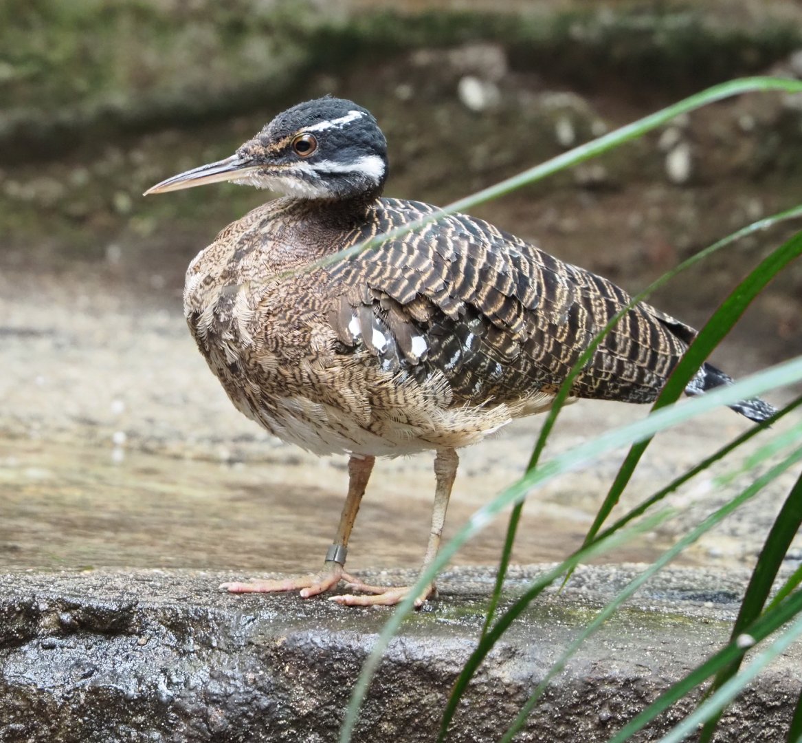Sunbittern (Eurypyga helias), 2022-03-16