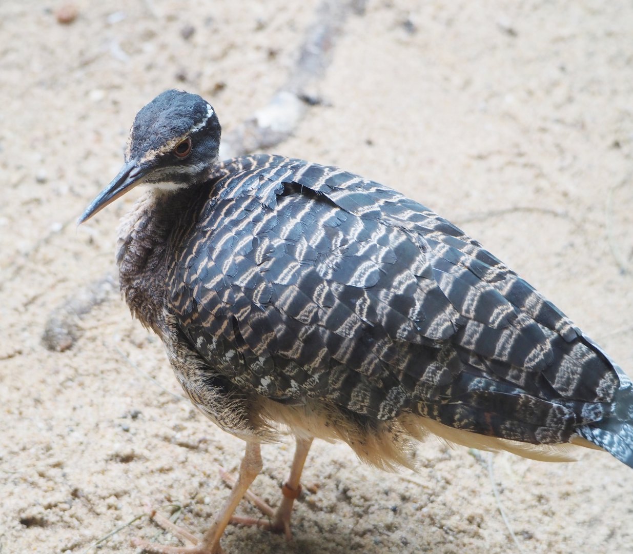 Sunbittern (Eurypyga helias), 2022-05-26