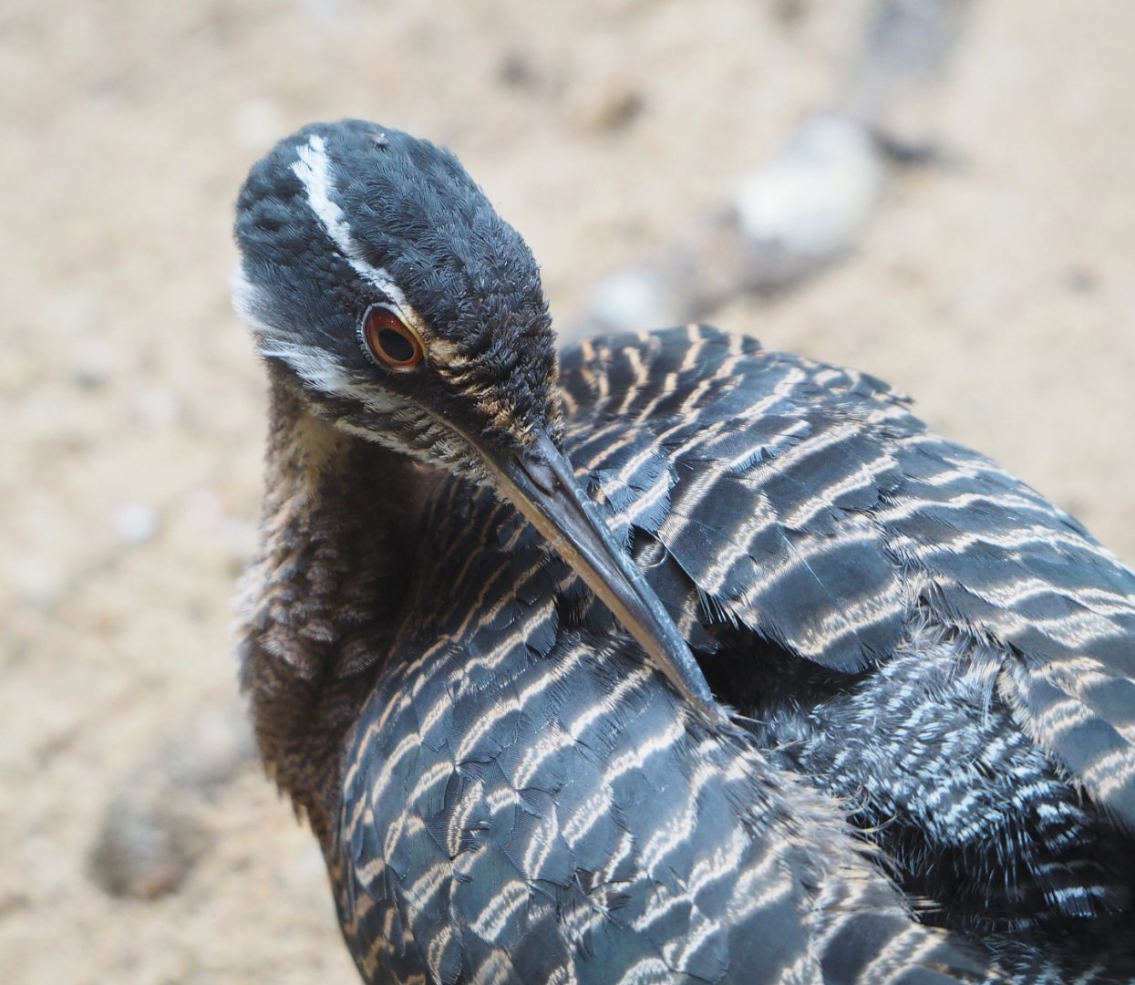 Sunbittern (Eurypyga helias), 2022-05-26