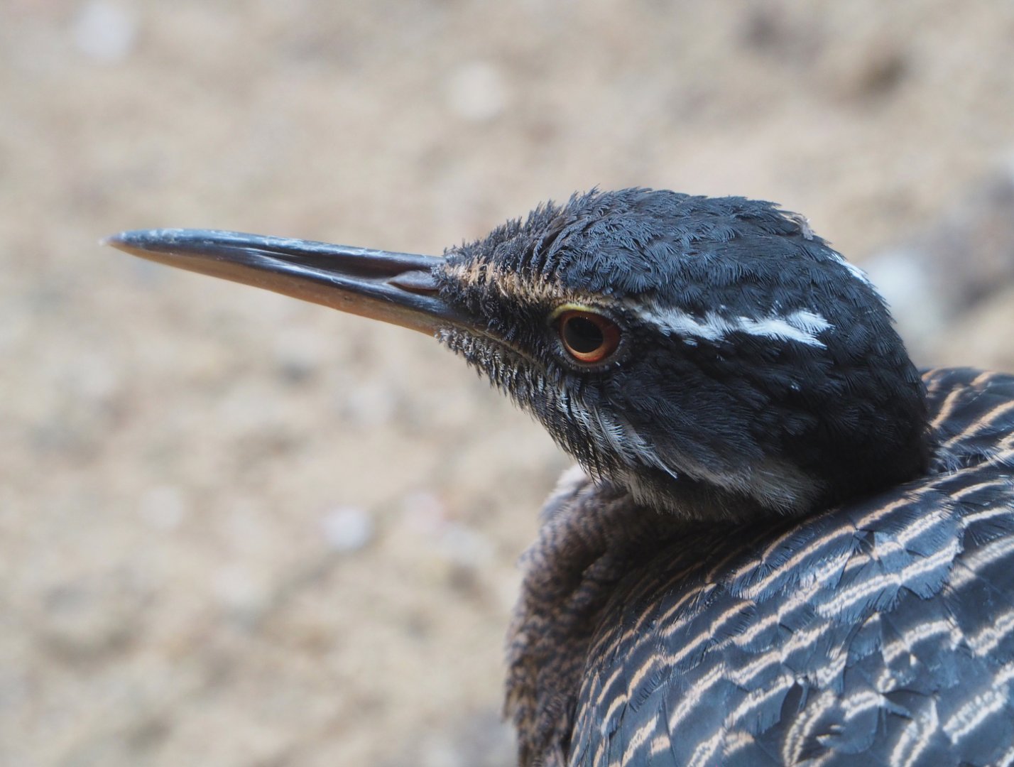 Sunbittern (Eurypyga helias), 2022-05-26