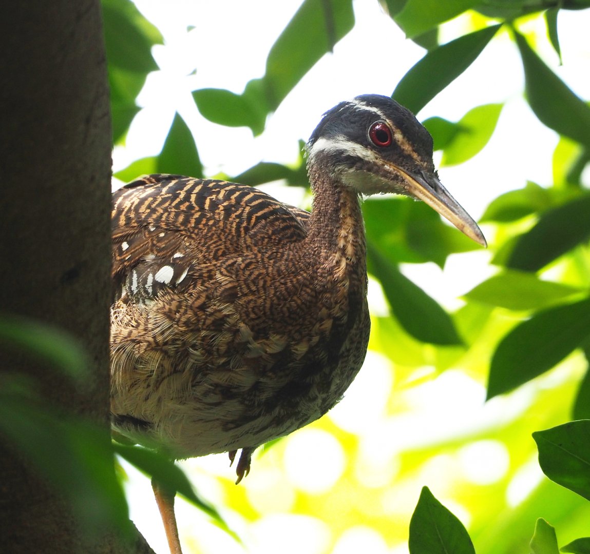 Sunbittern (Eurypyga helias), 2022-06-28