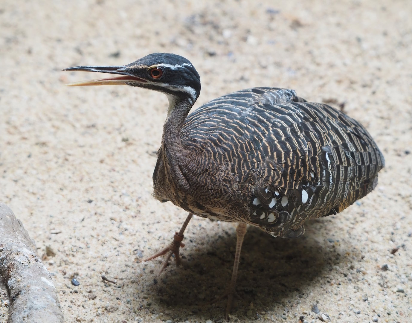 Sunbittern (Eurypyga helias), 2022-08-16