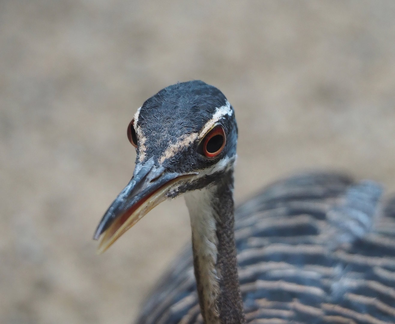 Sunbittern (Eurypyga helias), 2022-08-16