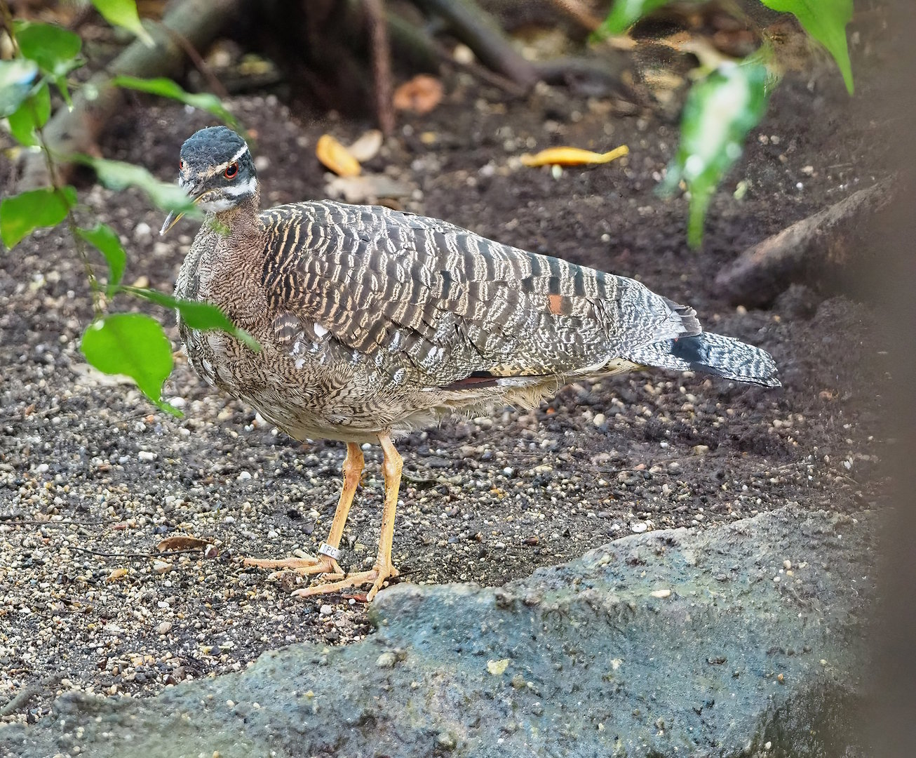 Sunbittern (Eurypyga helias), 2022-08-28