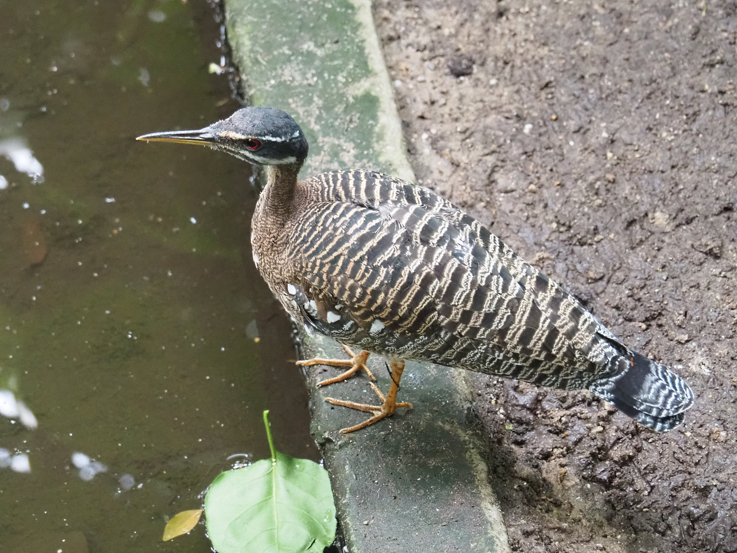 Sunbittern (Eurypyga helias), 2022-09-15