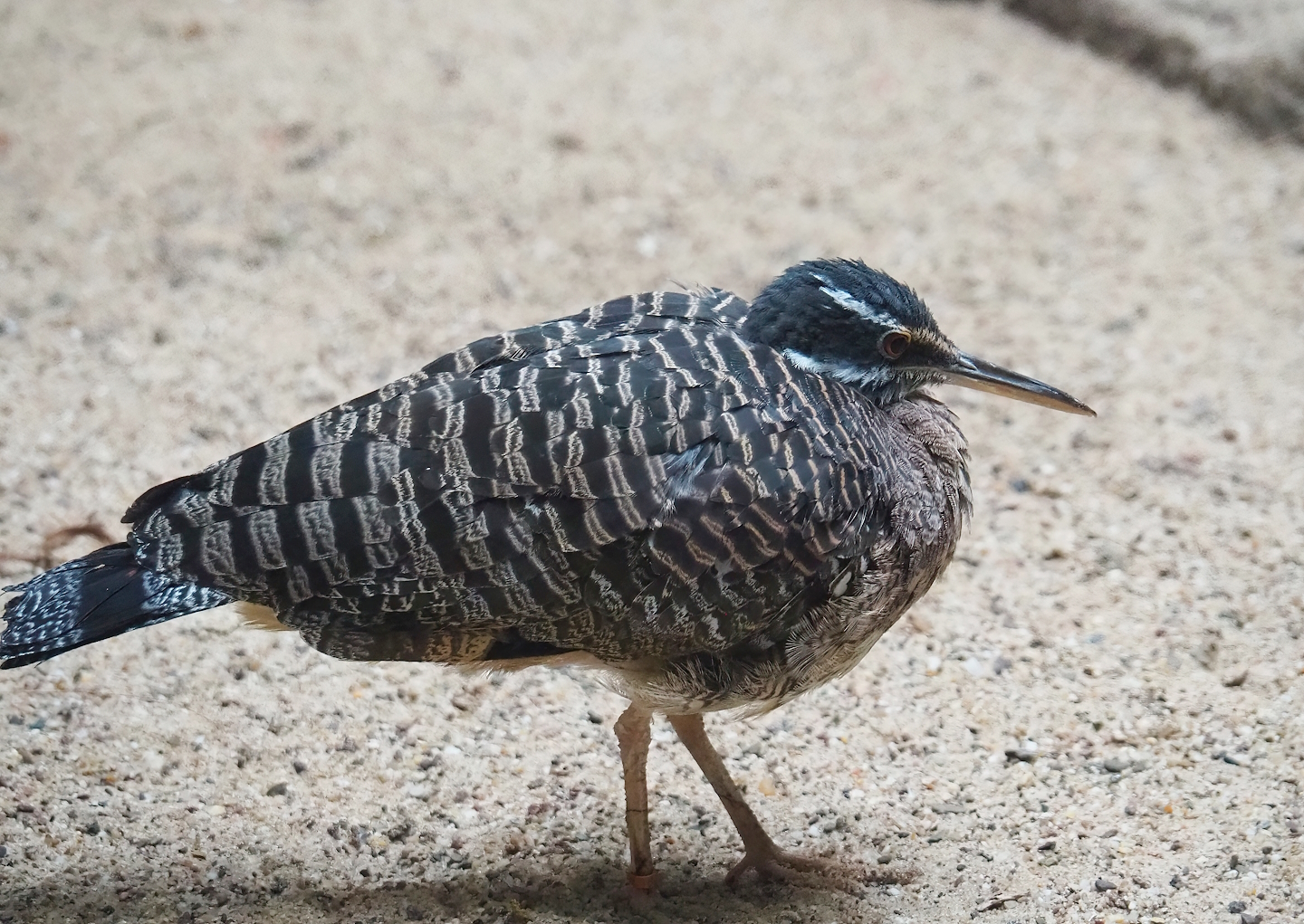 Sunbittern (Eurypyga helias), 2022-10-29