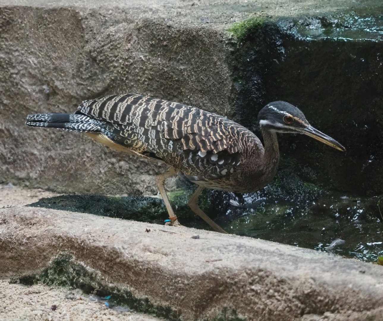 Sunbittern (Eurypyga helias), 2023-07-02