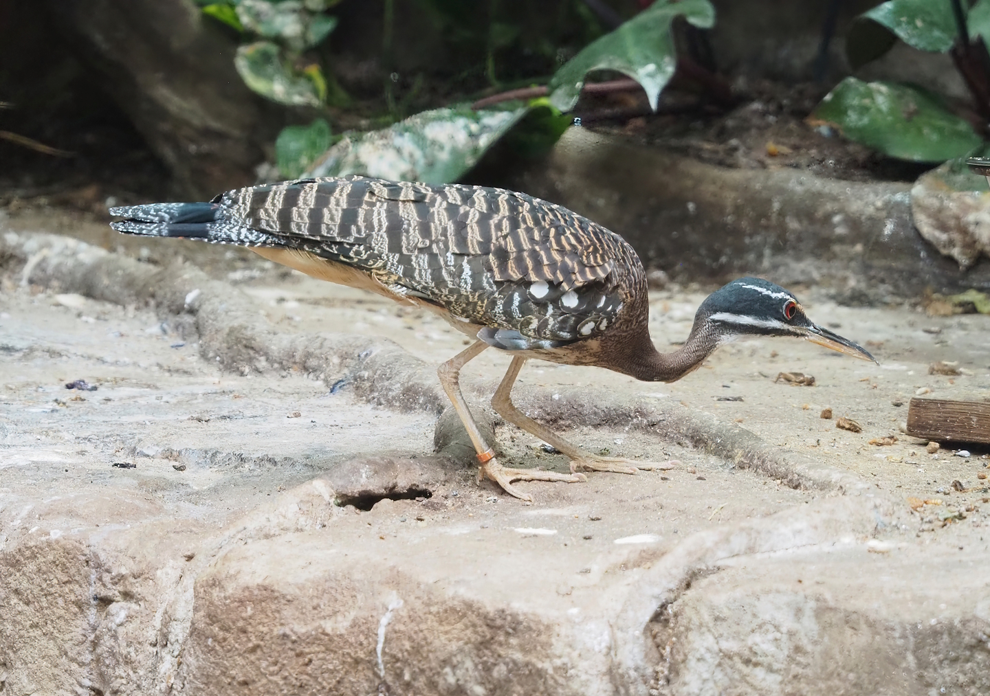 Sunbittern (Eurypyga helias), 2023-07-22