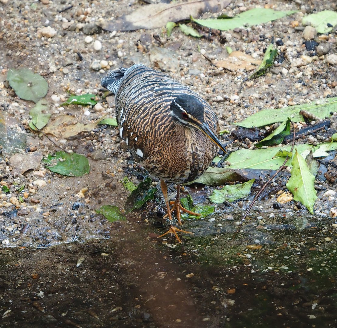 Sunbittern (Eurypyga helias), 2023-10-07