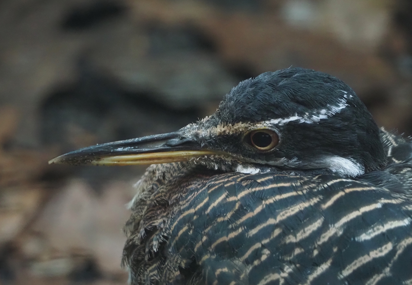 Sunbittern (Eurypyga helias), 2024-05-22