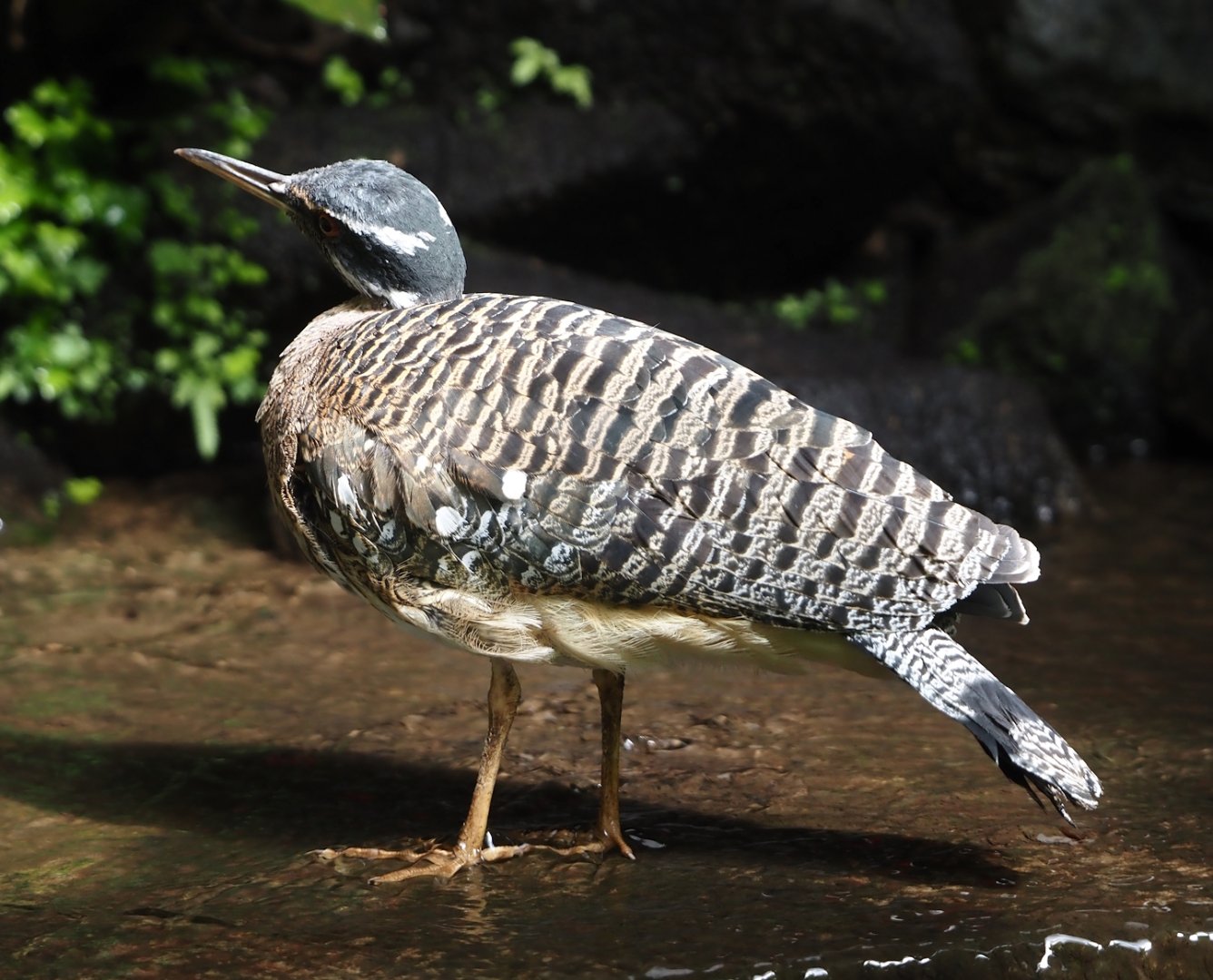 Sunbittern (Eurypyga helias), 2024-09-17