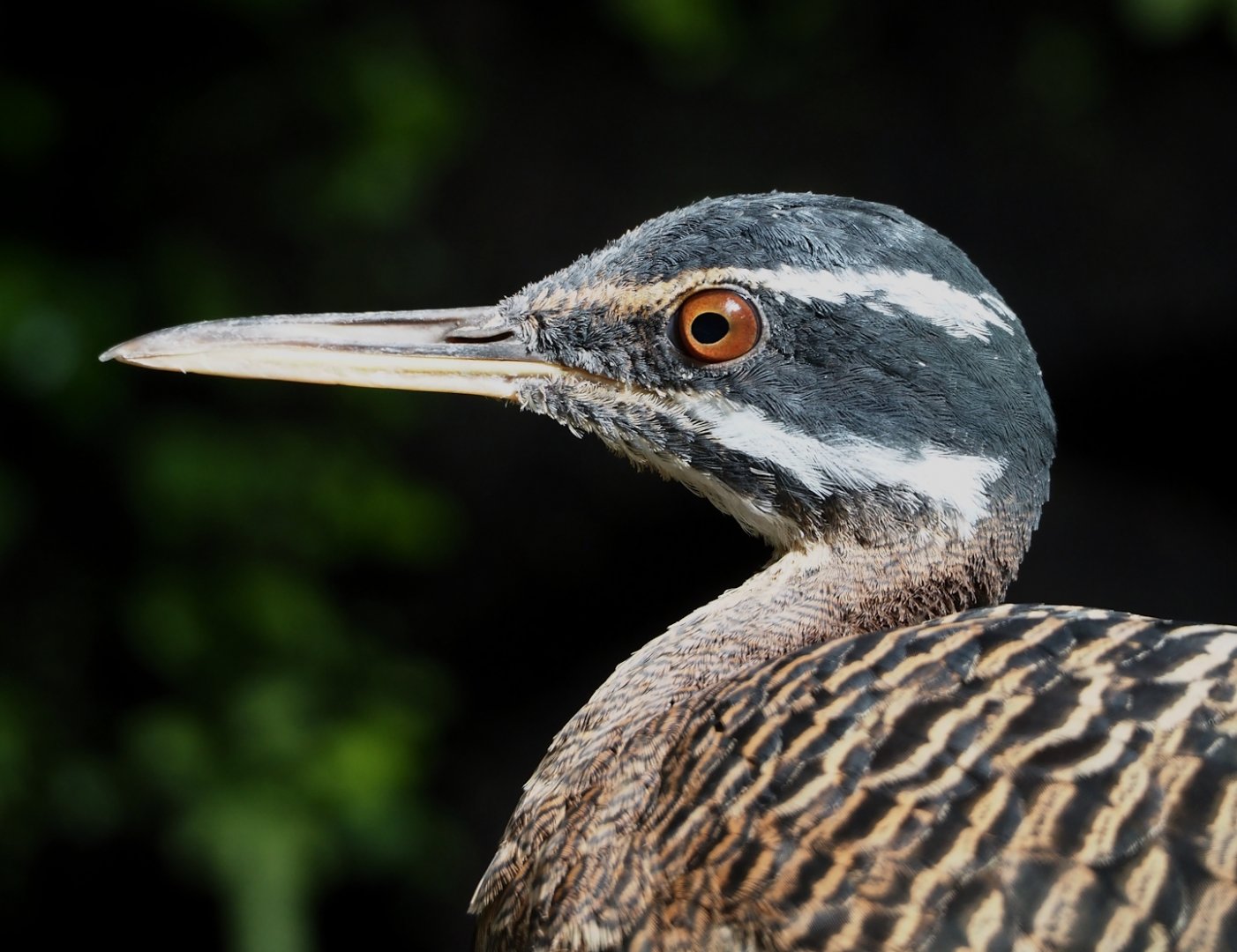 Sunbittern (Eurypyga helias), 2024-09-17