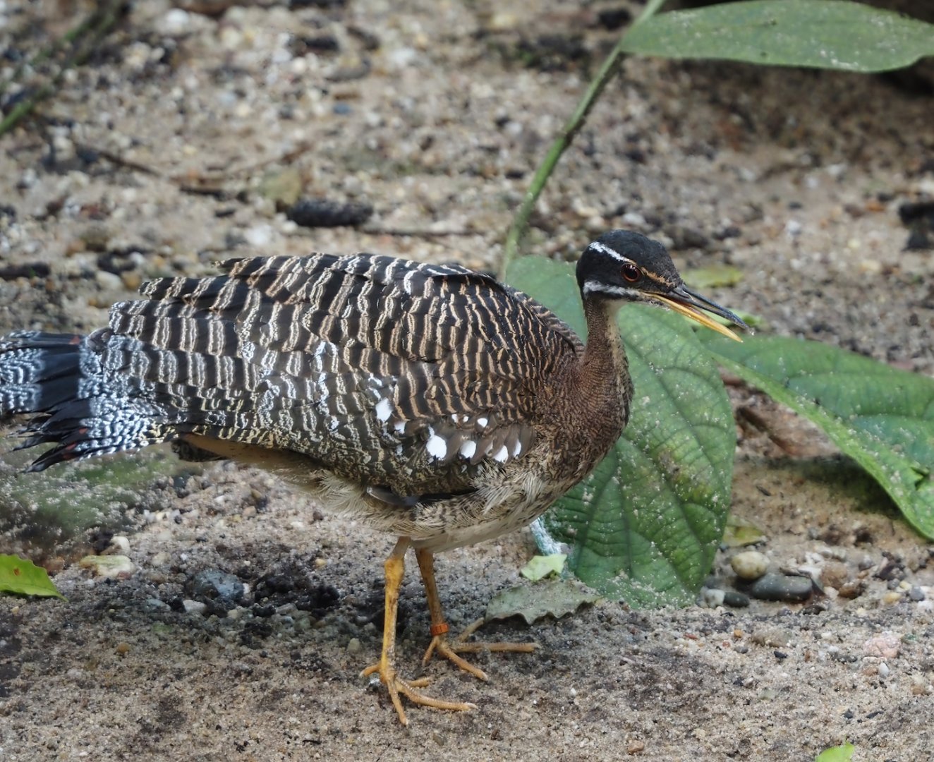 Sunbittern (Eurypyga helias), 2025-05-17