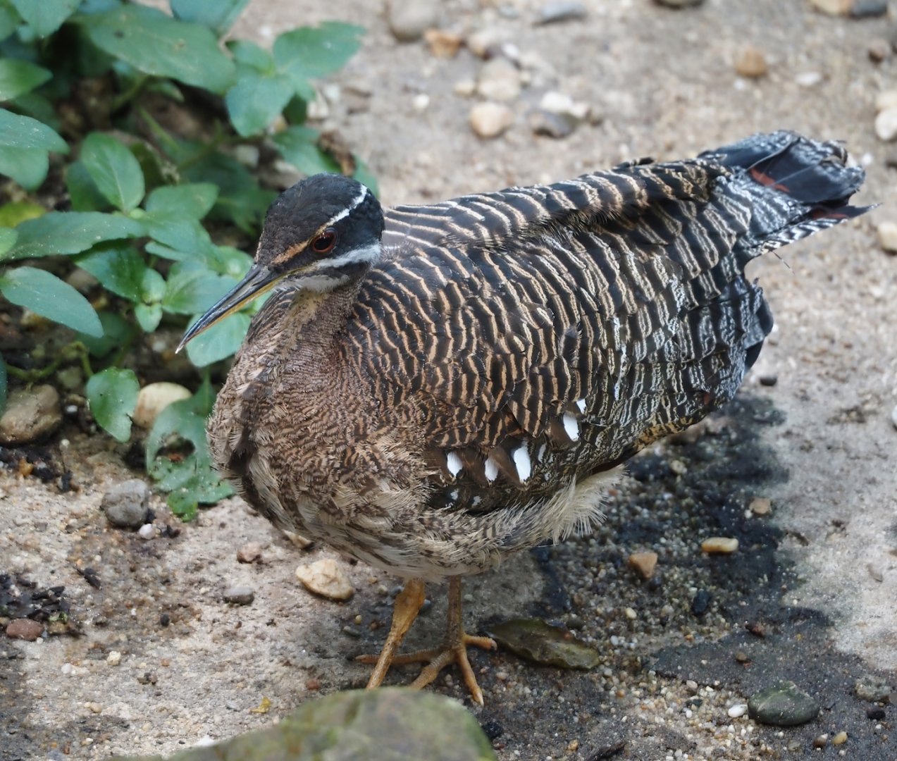 Sunbittern (Eurypyga helias), 2025-05-17