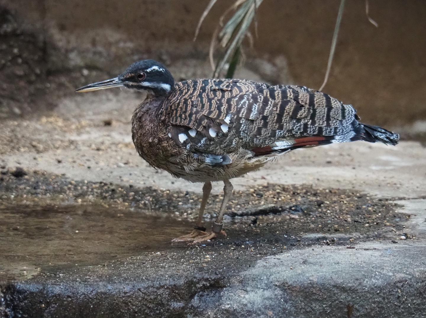 Sunbittern (Eurypyga helias), Feb 27th, 2019