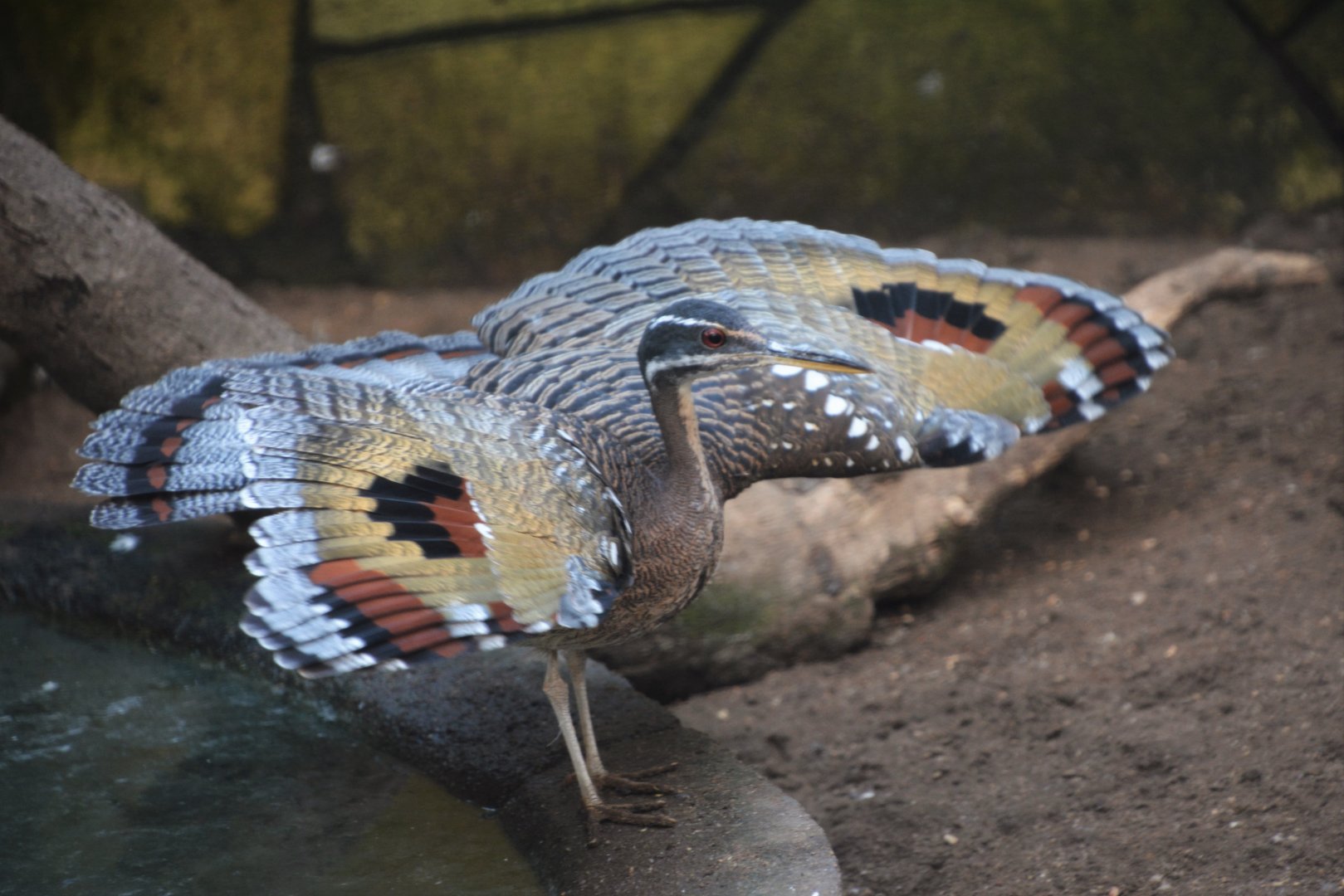 Sunbittern (Eurypyga helias helias)