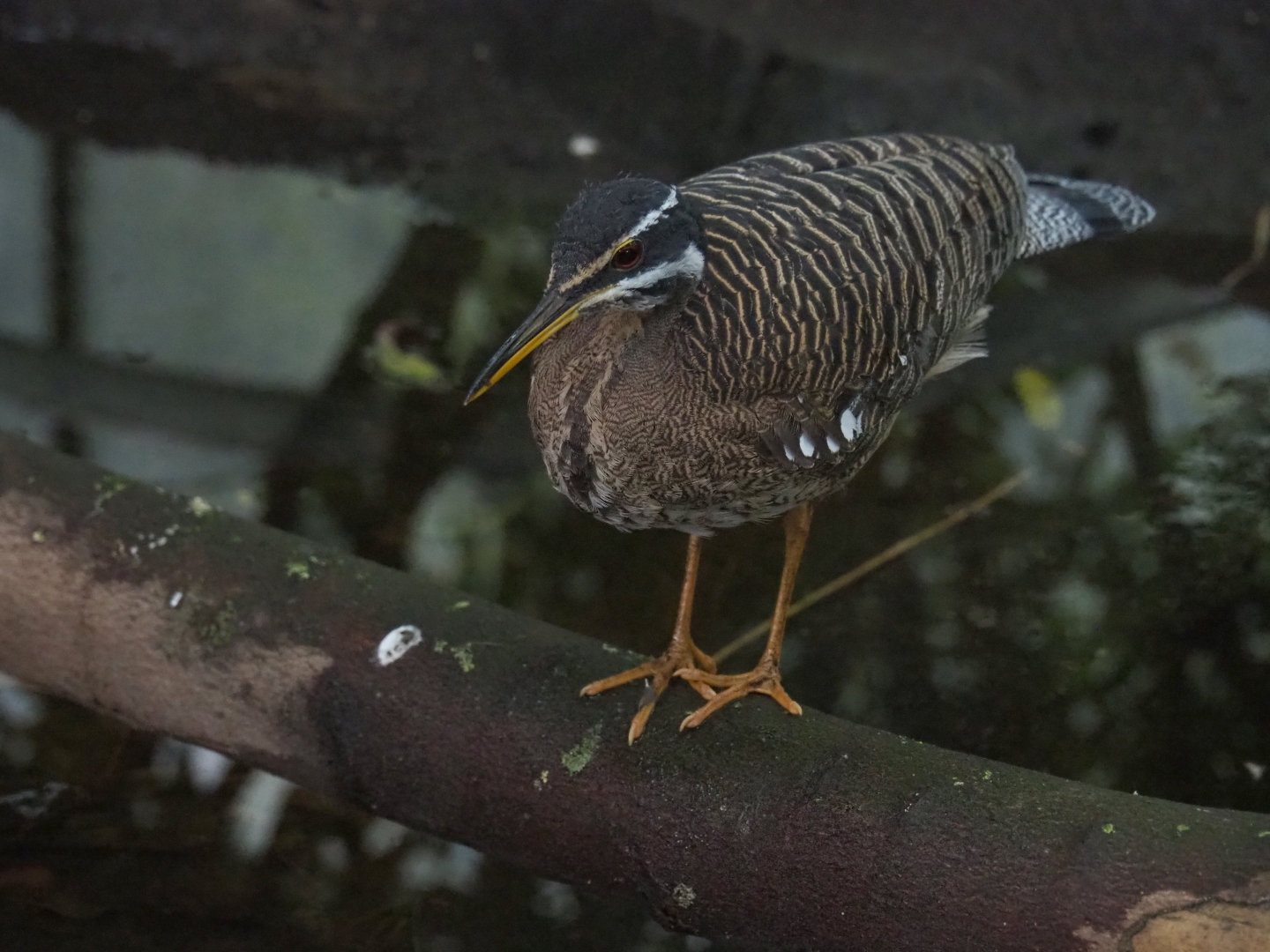 Sunbittern (Eurypyga helias), Sep 2nd, 2018