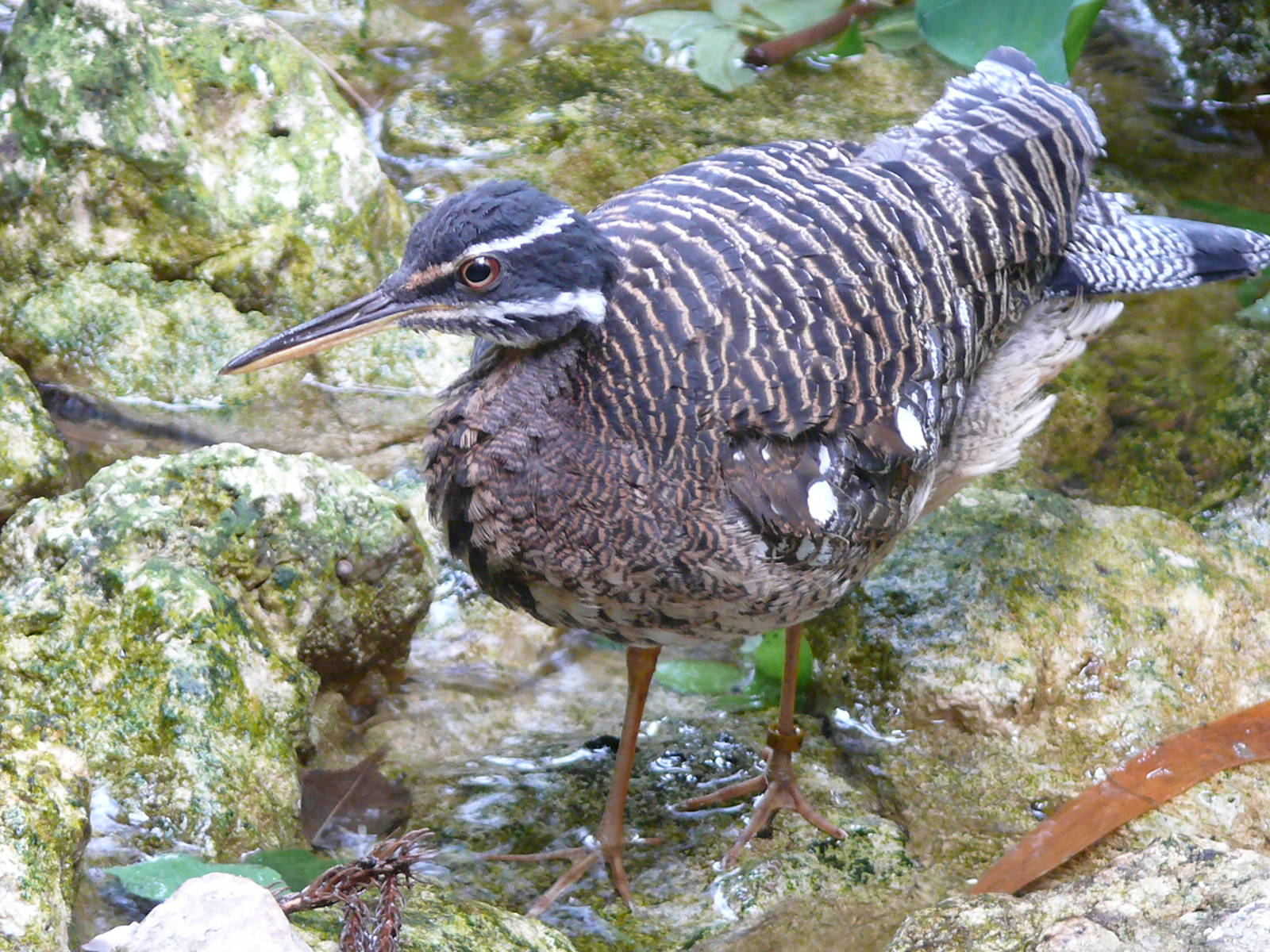 Sunbittern (Eurypyga helias)