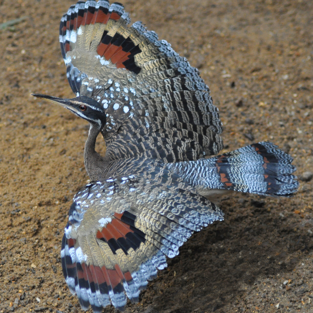 Sunbittern (Eurypyga helias)