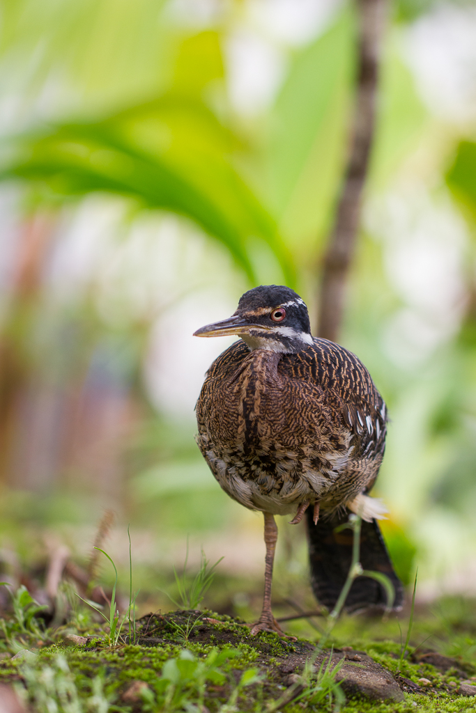 Sunbittern - Eurypyga helias