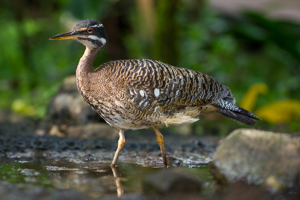 Sunbittern - Eurypyga helias