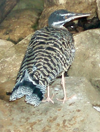Sunbittern (Eurypyga helias)