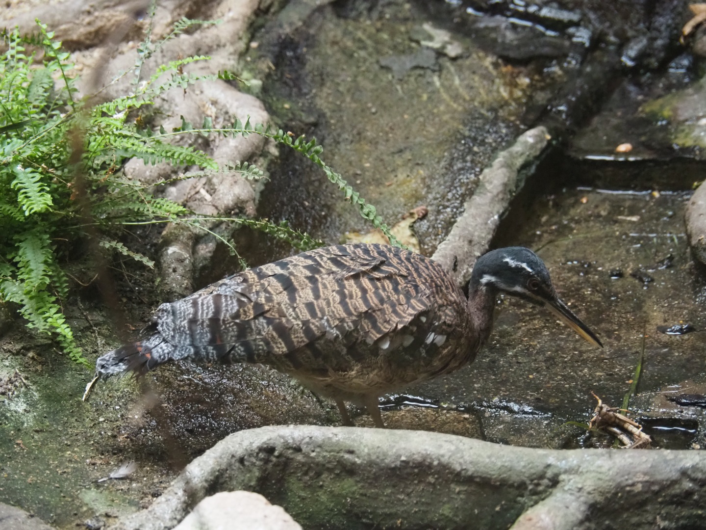 Sunbittern (Eurypyga helias)