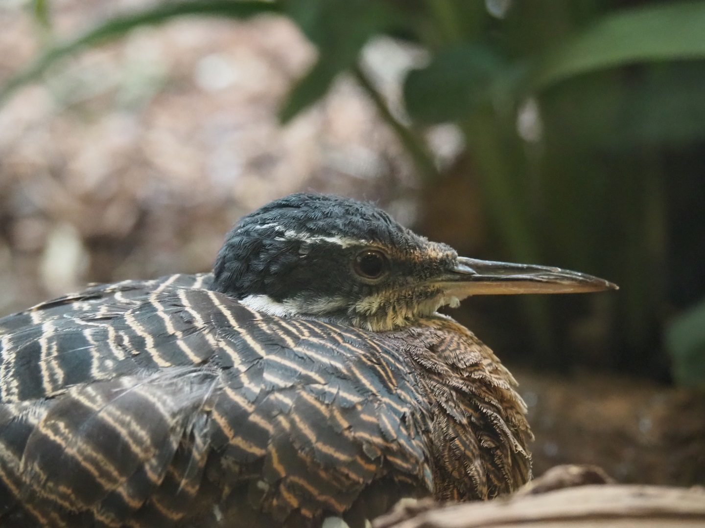 Sunbittern (Eurypyga helias)