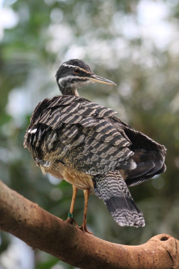 Sunbittern (Eurypyga helias)